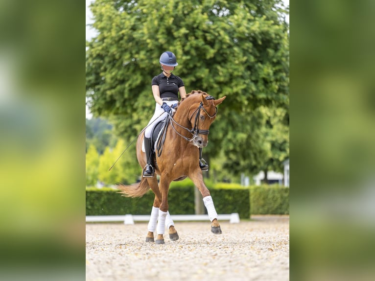 KWPN Merrie 14 Jaar 168 cm Vos in Alsdorf