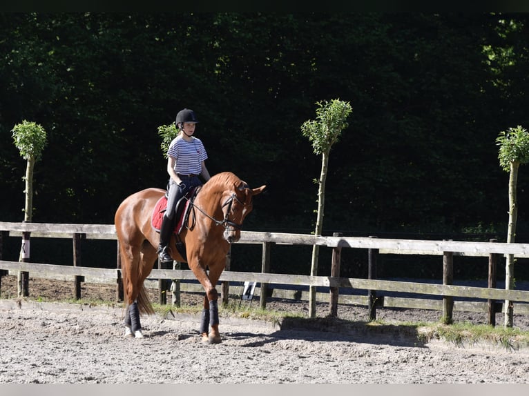 KWPN Merrie 14 Jaar 168 cm Vos in Brecht