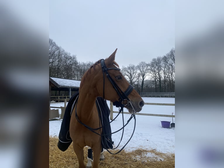KWPN Merrie 14 Jaar 168 cm Vos in Brecht