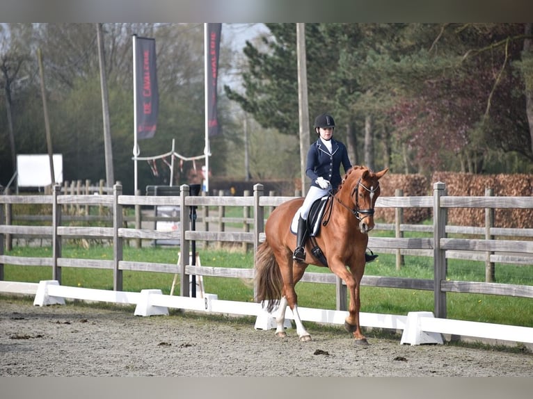 KWPN Merrie 14 Jaar 168 cm Vos in Brecht