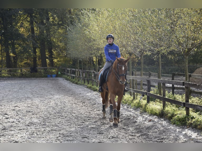 KWPN Merrie 14 Jaar 168 cm Vos in Brecht