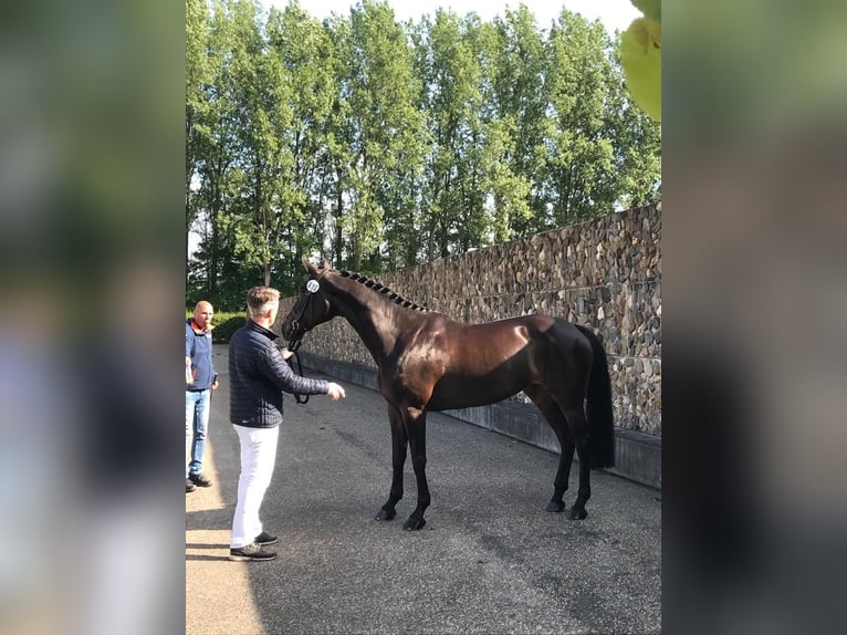 KWPN Merrie 14 Jaar 168 cm Zwartbruin in Elst