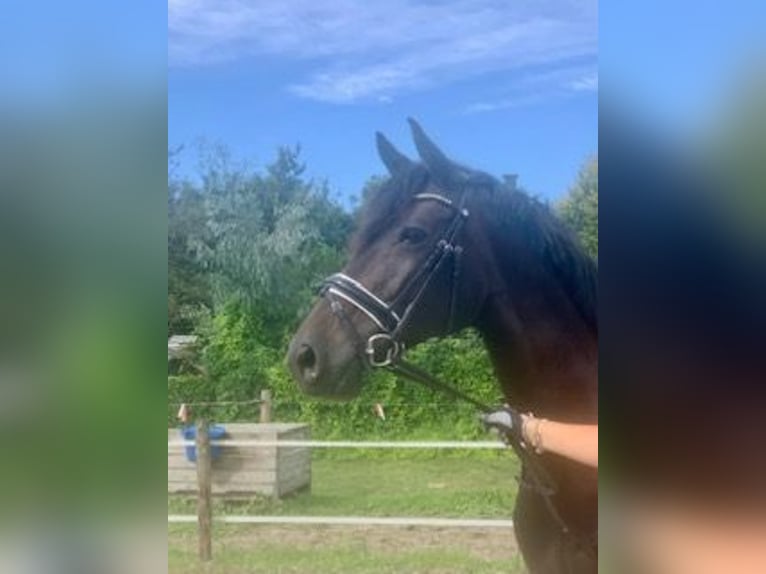 KWPN Merrie 14 Jaar 168 cm Zwartbruin in Elst