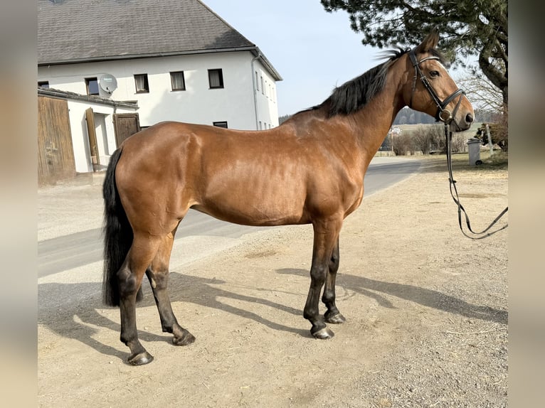 KWPN Merrie 14 Jaar 169 cm Bruin in Pelmberg