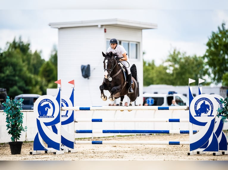 KWPN Merrie 14 Jaar 169 cm Donkerbruin in Woźniki