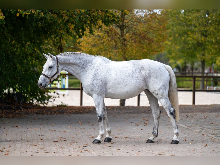 KWPN Merrie 14 Jaar 169 cm Schimmel in Kaulille