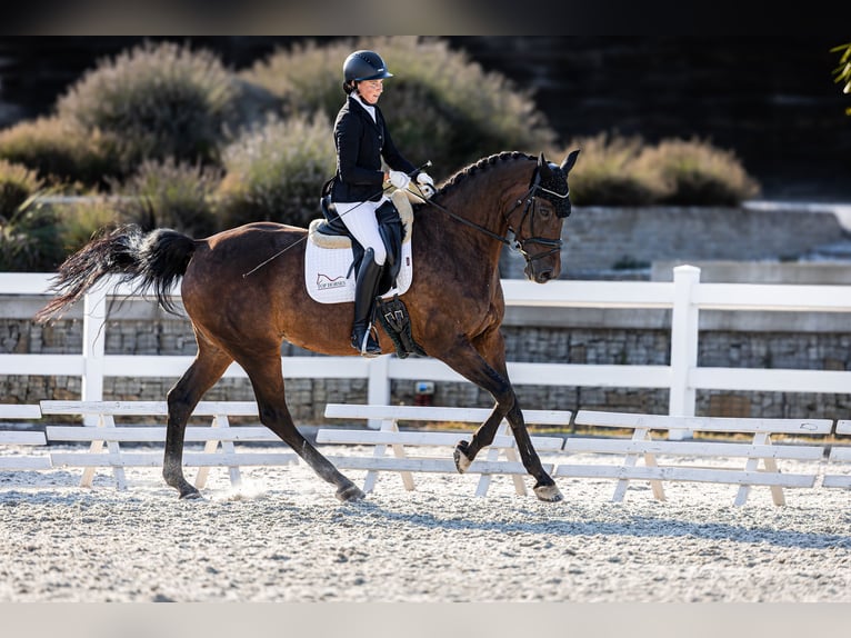 KWPN Merrie 14 Jaar 170 cm Bruin in Prag