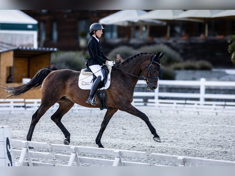 KWPN Merrie 14 Jaar 170 cm Bruin in Prag