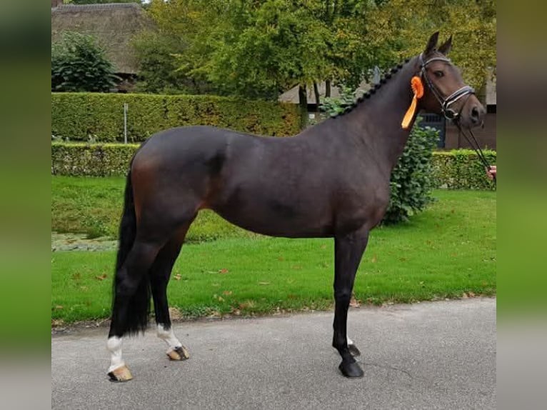 KWPN Merrie 14 Jaar 170 cm Donkerbruin in Esch