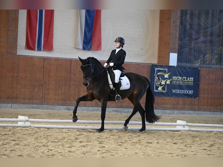 KWPN Merrie 14 Jaar 170 cm Roodbruin in Schore