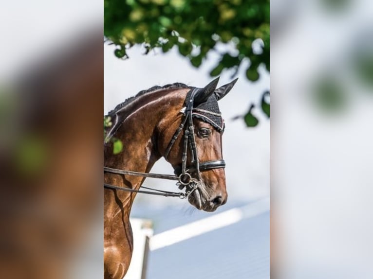 KWPN Merrie 14 Jaar 170 cm Roodbruin in Schore