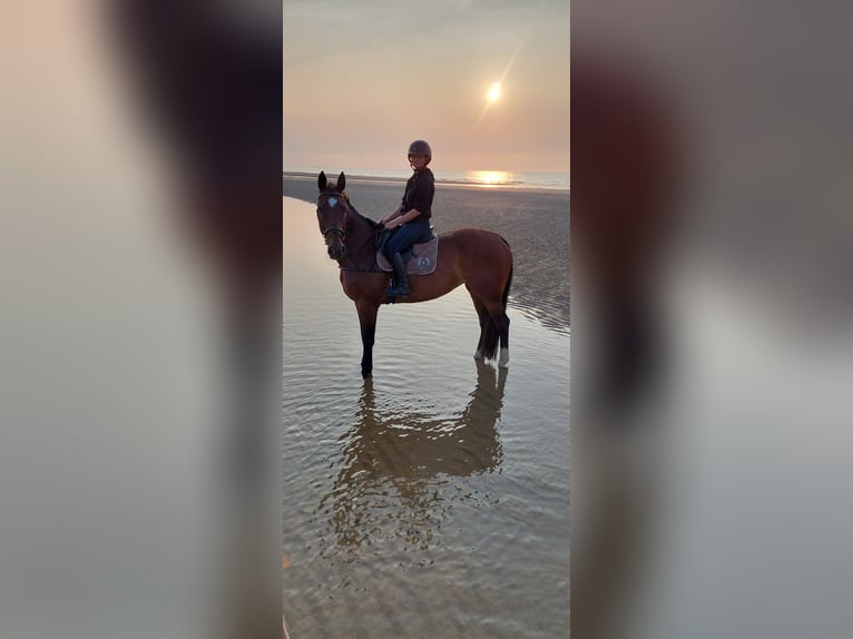 KWPN Merrie 14 Jaar 172 cm Bruin in Deinze