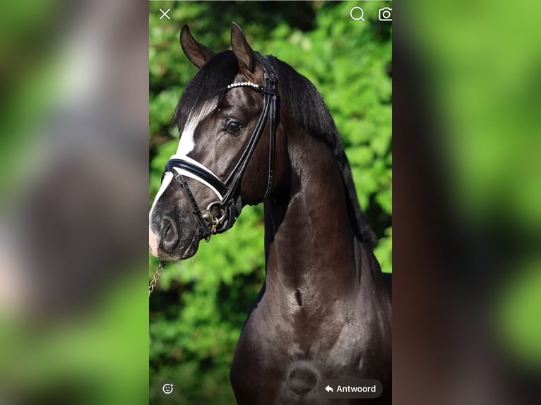 KWPN Merrie 14 Jaar 173 cm Bruin in Best