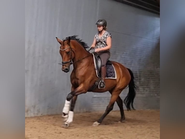KWPN Merrie 14 Jaar 173 cm Bruin in Best