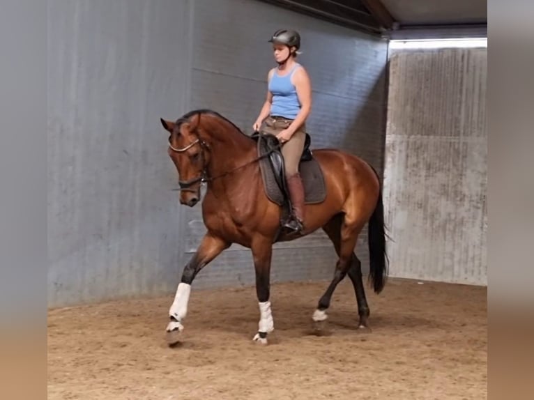 KWPN Merrie 14 Jaar 173 cm Bruin in Best