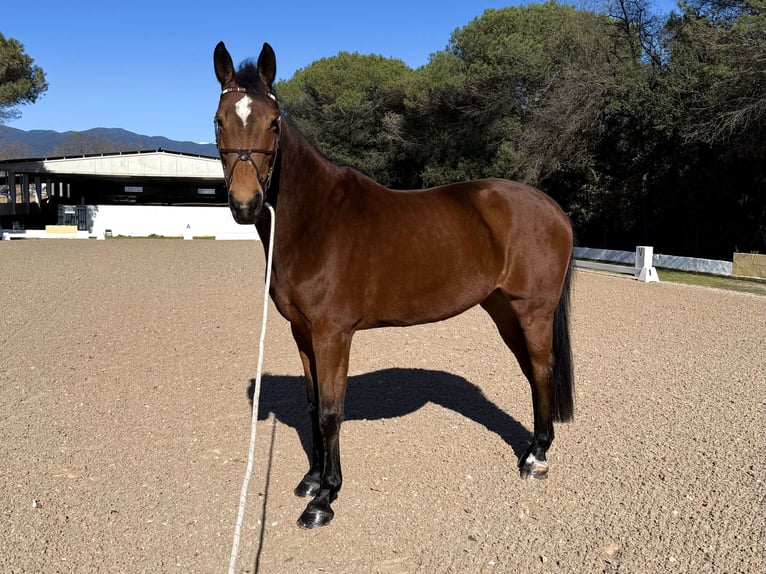 KWPN Merrie 14 Jaar 173 cm Bruin in Cardedeu