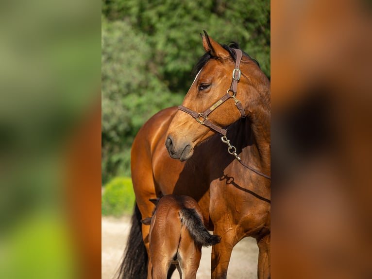 KWPN Merrie 14 Jaar 173 cm Bruin in Cardedeu