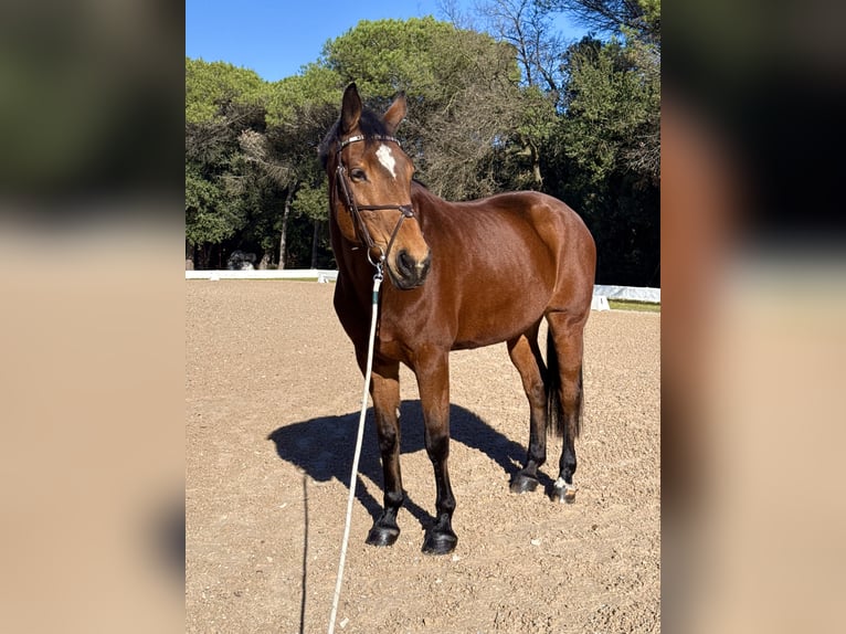 KWPN Merrie 14 Jaar 173 cm Bruin in Cardedeu