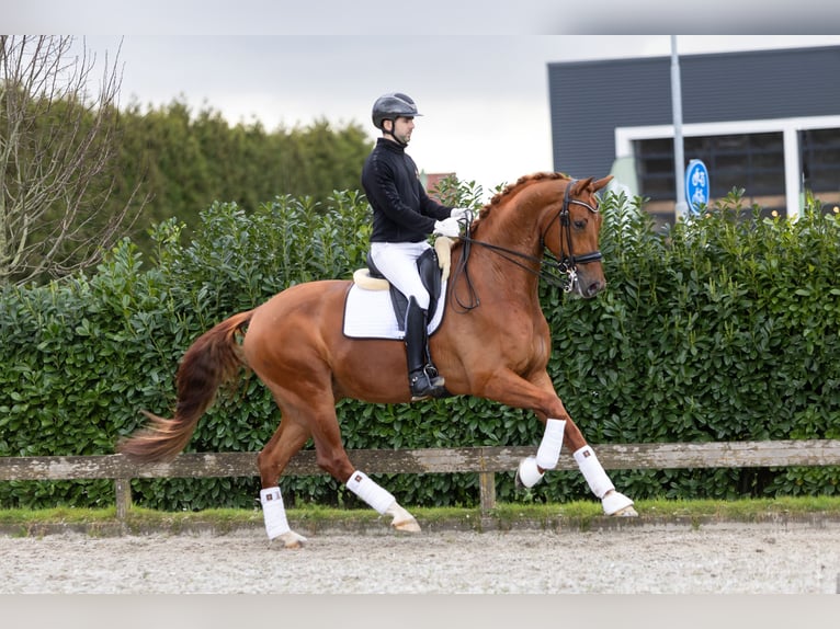 KWPN Merrie 14 Jaar 173 cm Zwart in Zevenhoven