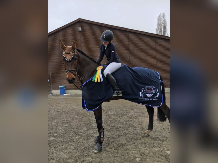 KWPN Merrie 14 Jaar 174 cm Donkerbruin in Schifferstadt