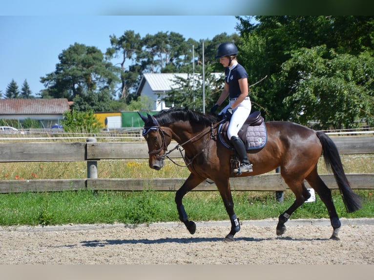 KWPN Merrie 14 Jaar 174 cm Donkerbruin in Schifferstadt