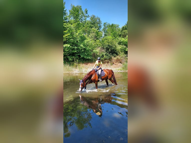 KWPN Merrie 14 Jaar 175 cm Roodvos in Aspach le bas