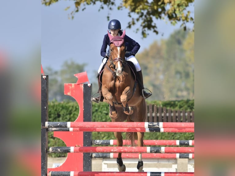 KWPN Merrie 14 Jaar 175 cm Vos in Como