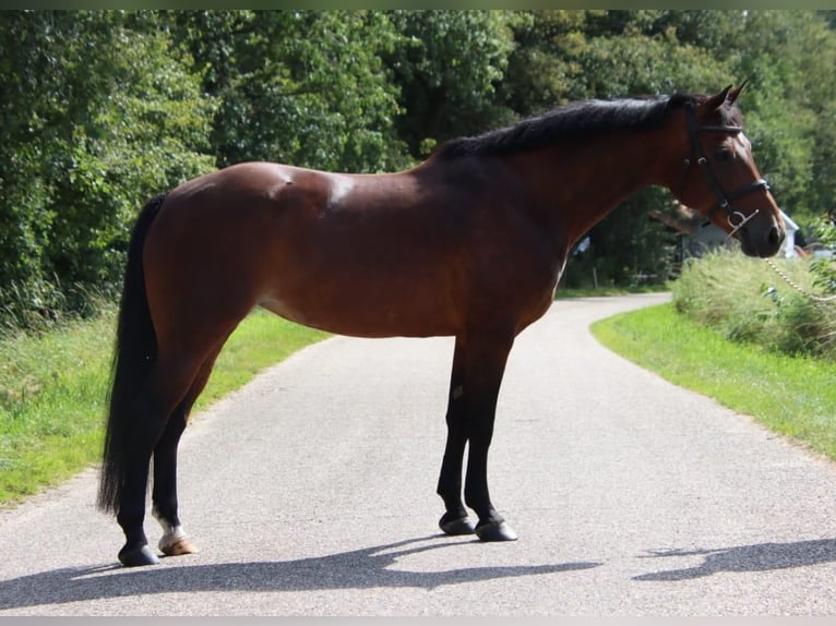 KWPN Merrie 15 Jaar 145 cm Bruin in Holten