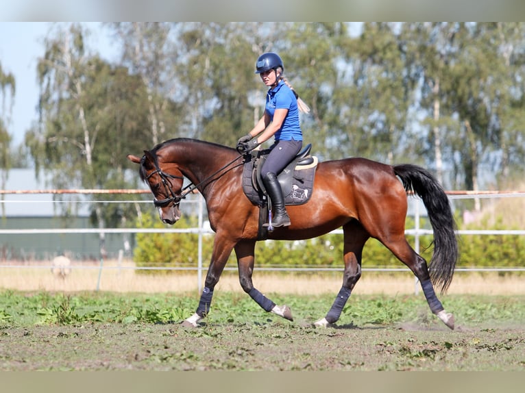 KWPN Merrie 15 Jaar 162 cm Donkerbruin in Reusel