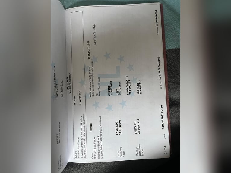 KWPN Merrie 15 Jaar 162 cm Donkerbruin in Korbach