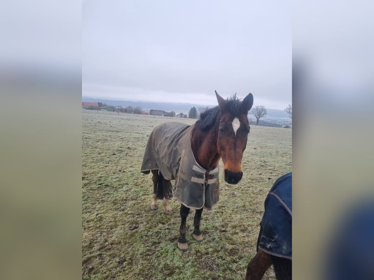 KWPN Merrie 15 Jaar 162 cm Donkerbruin in Korbach