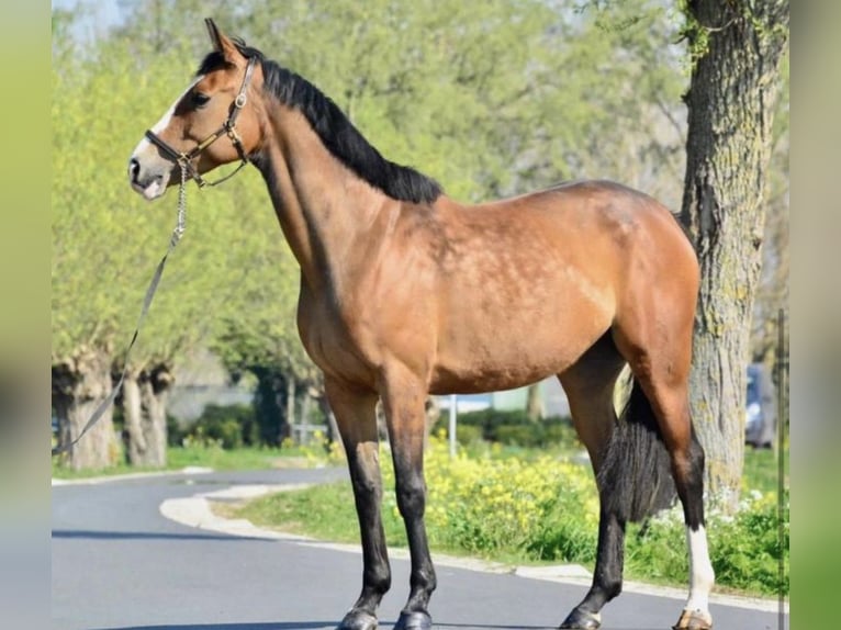 KWPN Merrie 15 Jaar 163 cm Bruin in Terwolde