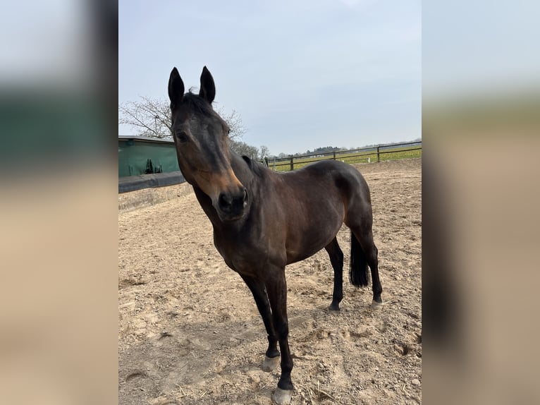 KWPN Merrie 15 Jaar 163 cm Bruin in Goch