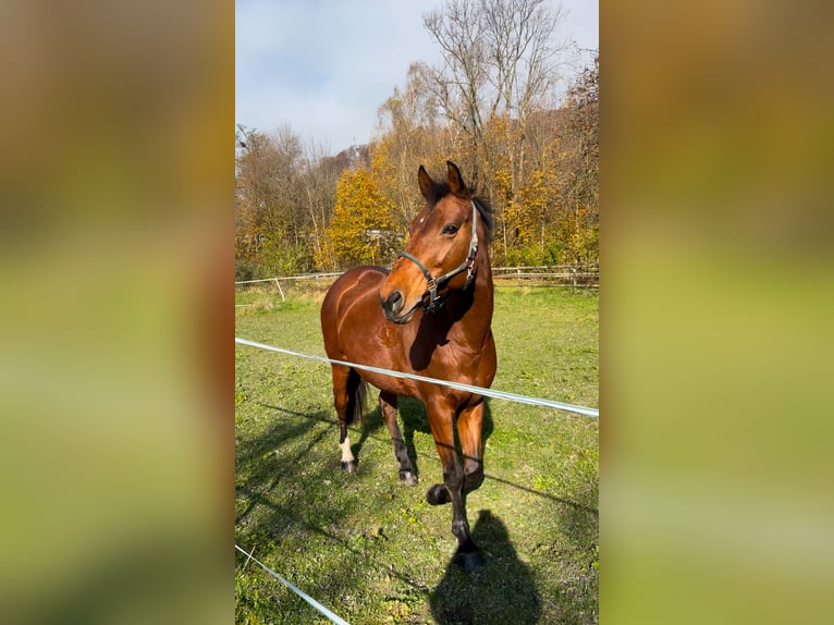 KWPN Merrie 15 Jaar 163 cm Bruin in Flums