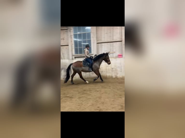 KWPN Merrie 15 Jaar 163 cm Bruin in Flums