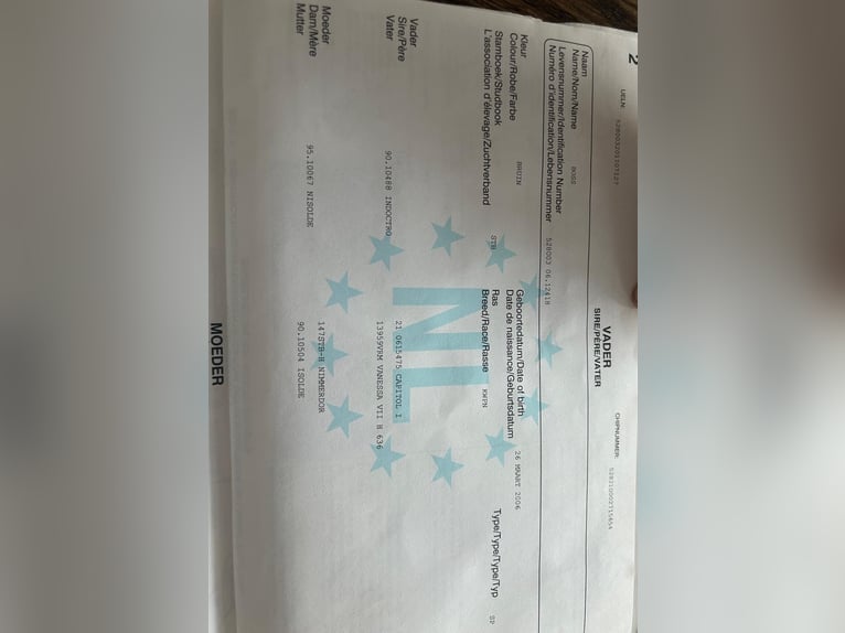 KWPN Merrie 15 Jaar 163 cm Bruin in Zutendaal