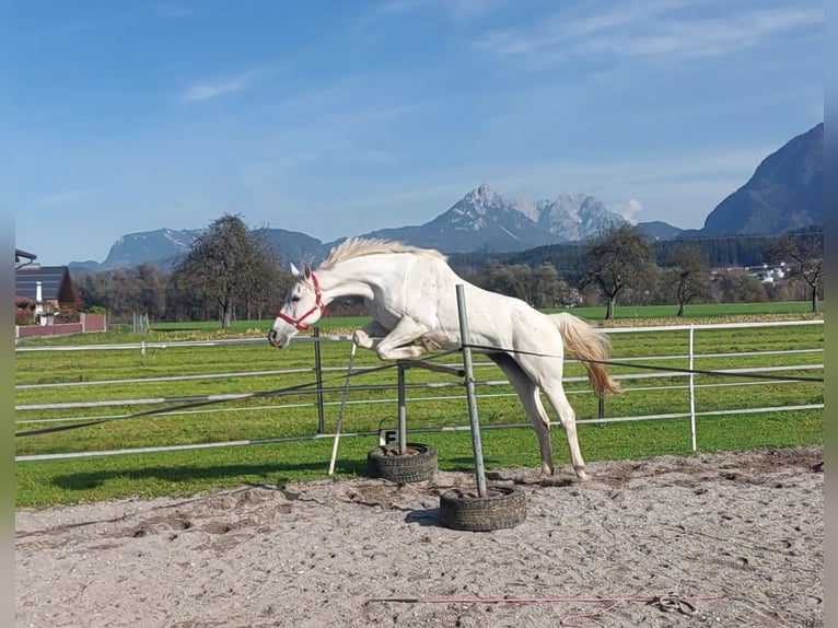 KWPN Merrie 15 Jaar 163 cm Schimmel in Kirchbichl