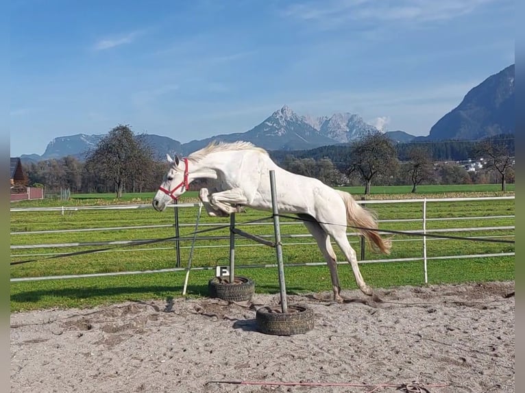 KWPN Merrie 15 Jaar 163 cm Schimmel in Kirchbichl