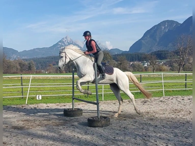 KWPN Merrie 15 Jaar 163 cm Schimmel in Kirchbichl