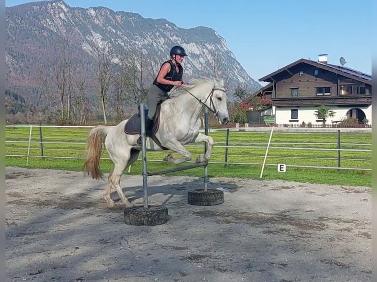 KWPN Merrie 15 Jaar 163 cm Schimmel in Kirchbichl