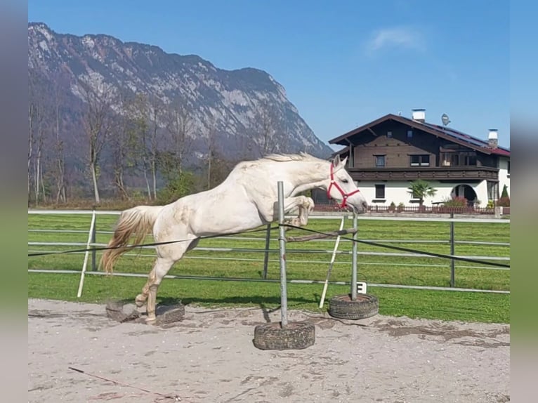 KWPN Merrie 15 Jaar 163 cm Schimmel in Kirchbichl