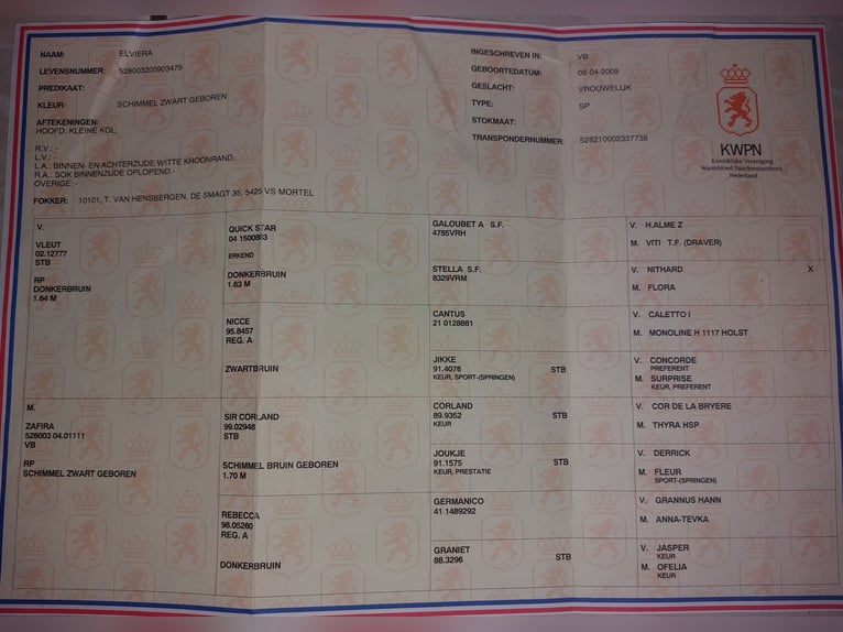 KWPN Merrie 15 Jaar 163 cm Schimmel in Kirchbichl