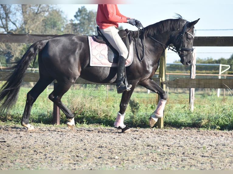 KWPN Merrie 15 Jaar 163 cm Zwart in Achtmaal