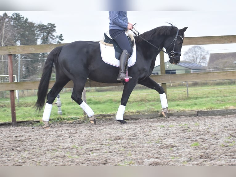 KWPN Merrie 15 Jaar 163 cm Zwart in Achtmaal