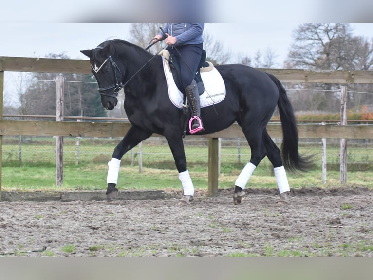 KWPN Merrie 15 Jaar 163 cm Zwart in Achtmaal