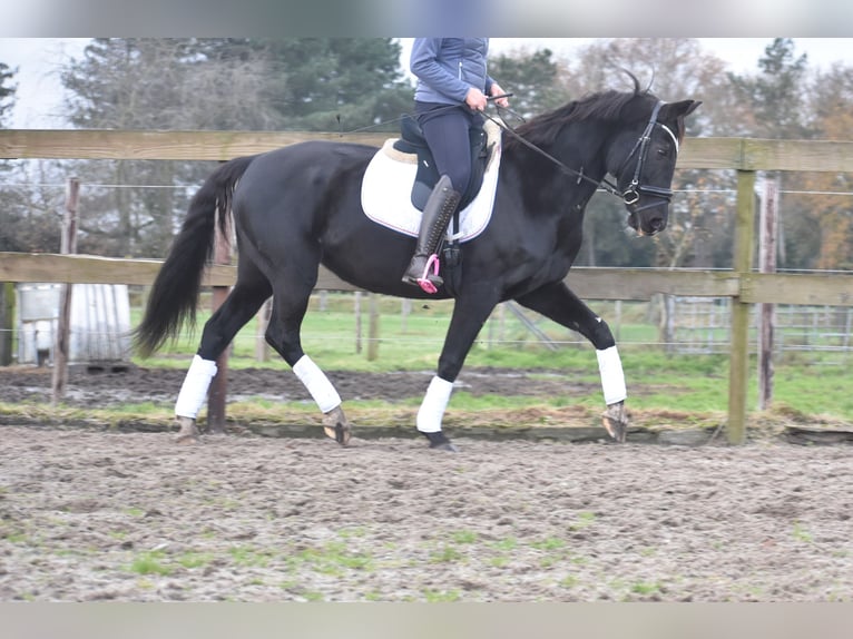 KWPN Merrie 15 Jaar 163 cm Zwart in Achtmaal