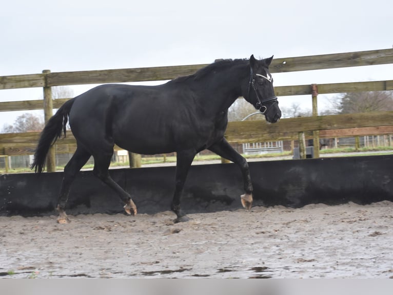 KWPN Merrie 15 Jaar 163 cm Zwart in Achtmaal