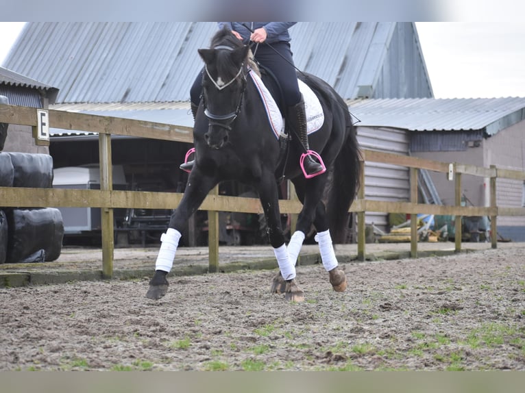 KWPN Merrie 15 Jaar 163 cm Zwart in Achtmaal