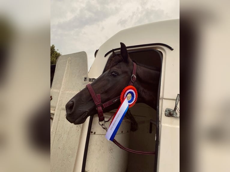 KWPN Merrie 15 Jaar 163 cm Zwart in Achtmaal