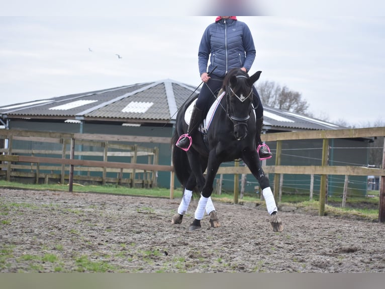 KWPN Merrie 15 Jaar 163 cm Zwart in Achtmaal